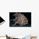 Hairy Frogfish Lembeh Strait Wall Decal Design 2