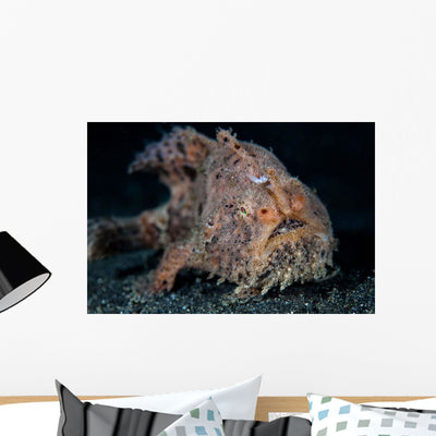Hairy Frogfish Lembeh Strait Wall Decal Design 2 shown on a wall