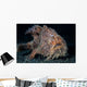 Hairy Frogfish Lembeh Strait Wall Decal Design 2