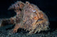 Hairy Frogfish Lembeh Strait Wall Decal Design 2