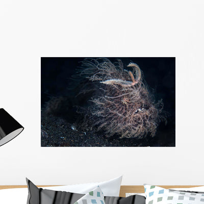 Hairy Frogfish Lembeh Strait Wall Decal Design 1 shown on a wall
