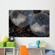 Flamboyant Cuttlefish Embryos Develop Wall Decal