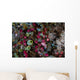 Colorful Tunicates Grow among Wall Decal