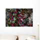 Colorful Tunicates Grow among Wall Decal
