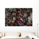 Colorful Tunicates Grow among Wall Decal