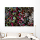 Colorful Tunicates Grow among Wall Decal