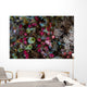 Colorful Tunicates Grow among Wall Decal
