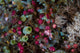 Colorful Tunicates Grow among Wall Decal