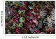 Colorful Tunicates Grow among Wall Decal
