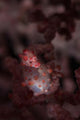 Pygmy Seahorse Clings to Wall Decal