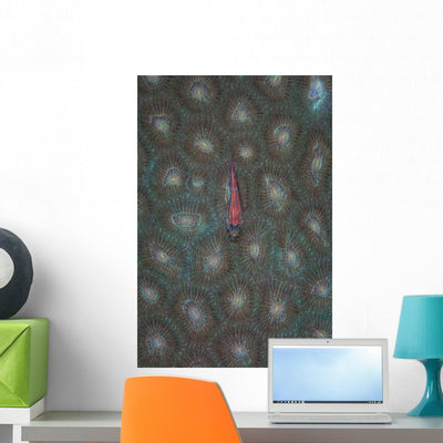 Tiny Ghost Goby Lies Wall Decal shown on a wall