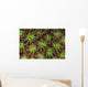 Coral Polyps Wait for Wall Decal