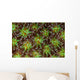 Coral Polyps Wait for Wall Decal