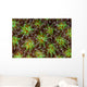 Coral Polyps Wait for Wall Decal