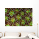 Coral Polyps Wait for Wall Decal