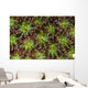 Coral Polyps Wait for Wall Decal