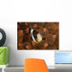 Clark's Anemonefish Nuggles into Wall Decal Design 2