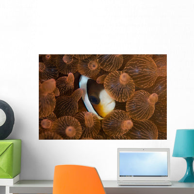 Clark's Anemonefish Nuggles into Wall Decal Design 2 shown on a wall