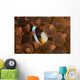 Clark's Anemonefish Nuggles into Wall Decal Design 2
