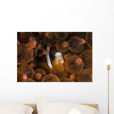 Clark's Anemonefish Nuggles into Wall Decal Design 1 shown on a wall