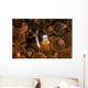 Clark's Anemonefish Nuggles into Wall Decal Design 1