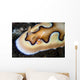 Tiny Emperor Shrimp Nudibranch Wall Decal
