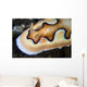 Tiny Emperor Shrimp Nudibranch Wall Decal
