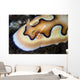 Tiny Emperor Shrimp Nudibranch Wall Decal