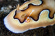 Tiny Emperor Shrimp Nudibranch Wall Decal