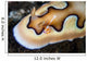 Tiny Emperor Shrimp Nudibranch Wall Decal