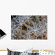 Soft Coral Polyps Growing Wall Decal