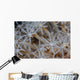Soft Coral Polyps Growing Wall Decal