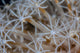 Soft Coral Polyps Growing Wall Decal