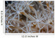 Soft Coral Polyps Growing Wall Decal
