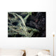 Tozeuma Shrimp Blends into Wall Decal Design 2