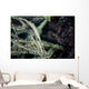 Tozeuma Shrimp Blends into Wall Decal Design 2