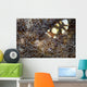 Peacock-tail Anemone Shrimp Sits Wall Decal