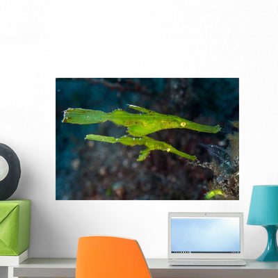 Pair Robust Ghost Pipefish Wall Decal shown on a wall
