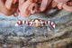 Harlequin Swimming Crab Sits Wall Decal
