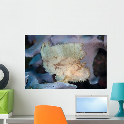 Leaf Scorpionfish Reef Komodo Wall Decal Design 2 shown on a wall