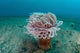 Tube Anemone Grows Sandy Wall Decal Design 2