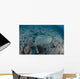 Flounder Blends into Its Wall Decal