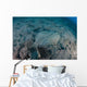 Flounder Blends into Its Wall Decal