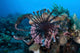 Lionfish Displays Its Venomous Wall Decal