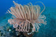 Tube Anemone Grows Sandy Wall Decal Design 1