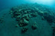 Corals Encroach Black Sand Wall Decal