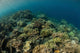 Field Soft Corals Grows Wall Decal