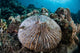 Mushroom Coral Grows Reef Wall Decal