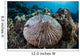 Mushroom Coral Grows Reef Wall Decal