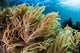 Soft Coral Colony Grows Wall Decal